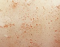 color sandy-brown or soil