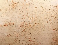 color sandy-brown or soil